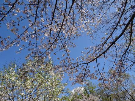 Photo, april, cherry blossoms, petal, 