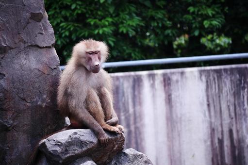ひとり物思いにふけるニホンザル 猿,動物,哺乳類の写真素材