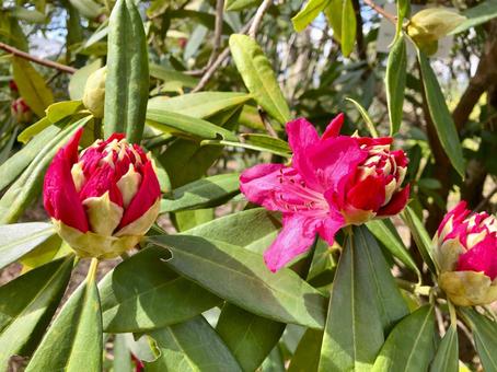 シャクナゲ　つぼみとほころび始めた花 シャクナゲ,つぼみ,花の写真素材