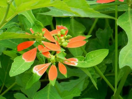 【花の写真】ショウジョウソウ(猩猩草) 【花の写真】ショウジョウソウ(猩猩草)の写真