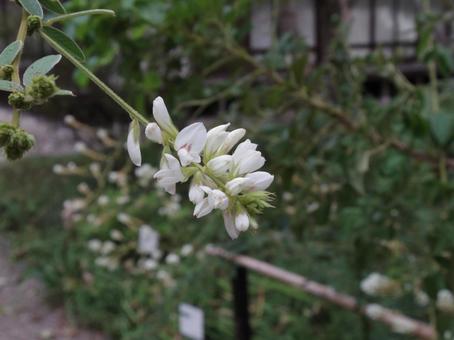 イヌハギの写真