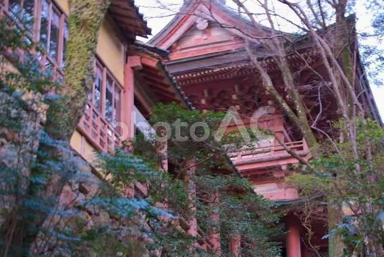 大分　柞原八幡宮 柞原八幡宮,日本,九州の写真素材