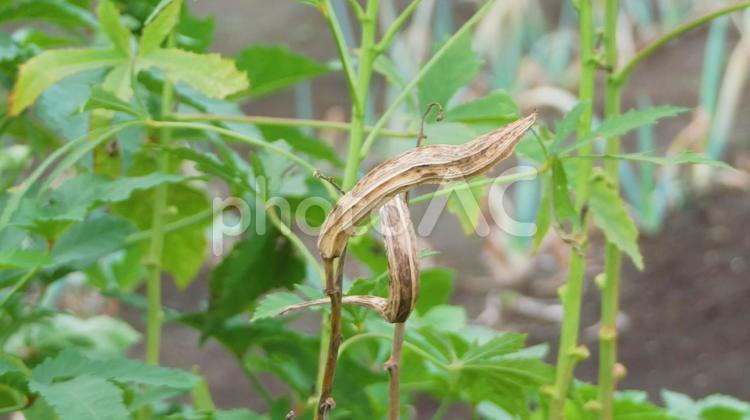 採取できる種をもった晩年のオクラ オクラ,野菜,美味しいの写真素材
