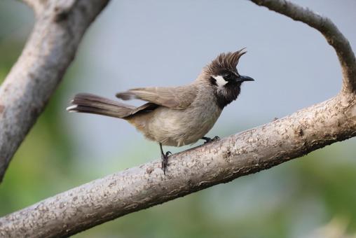 ヒマラヤヒヨドリ ヒマラヤヒヨドリ ヒマラヤヒヨドリ,野鳥,ヒマラヤ山脈の写真素材
