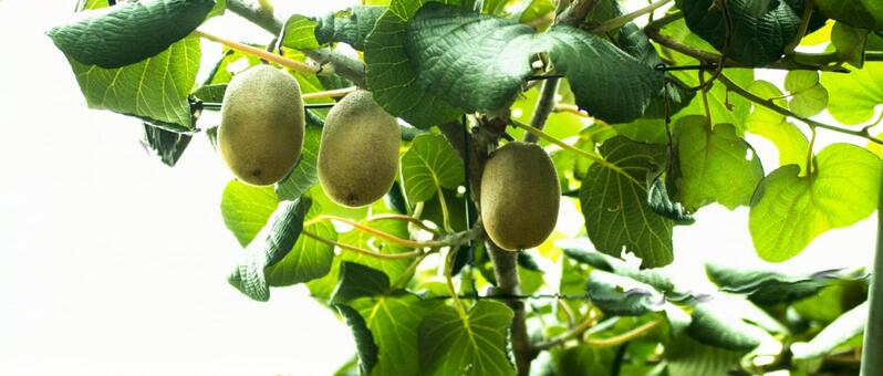 キューウイの写真