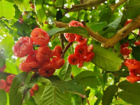 ミズレンブ ミズレンブ,実,赤の写真素材