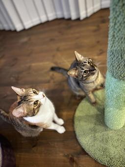 ねらう キジトラと三毛猫 ねらう キジトラと三毛猫の写真