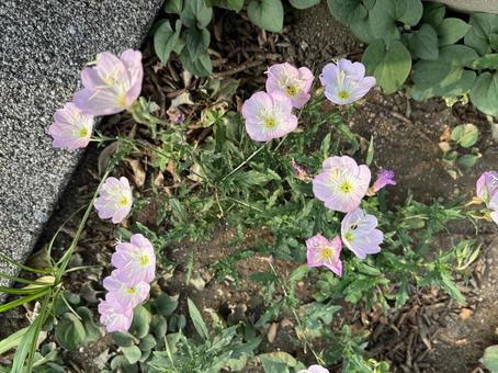 ヒルザキツキミソウ ヒルザキツキミソウ 昼咲月見草,花,自然の写真素材