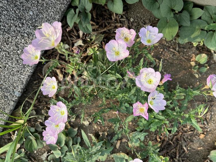 ヒルザキツキミソウ 昼咲月見草,花,自然の写真素材