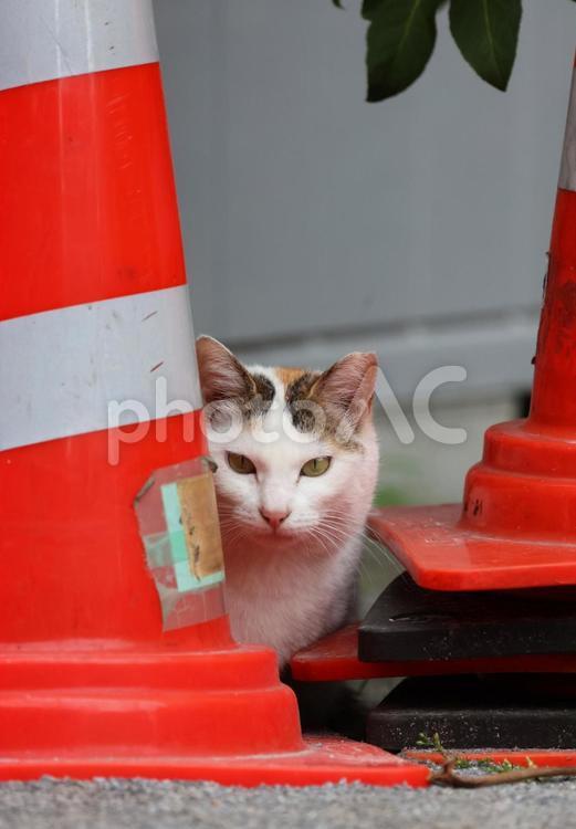 休日の工事現場にいた三毛猫（野良猫） 三毛猫,野良猫,ミケネコの写真素材