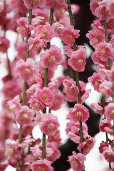 ウメの花 ウメの花の写真