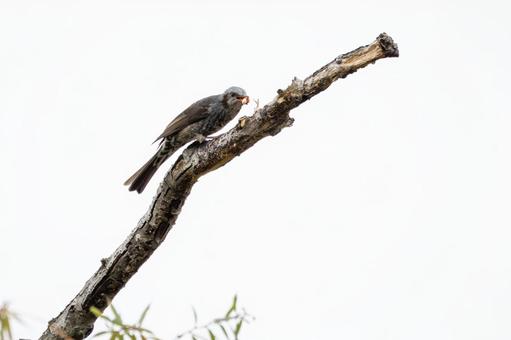 ヒヨドリ⑻ ヒヨドリ⑻の写真