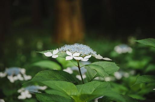 あじさい あじさいの写真