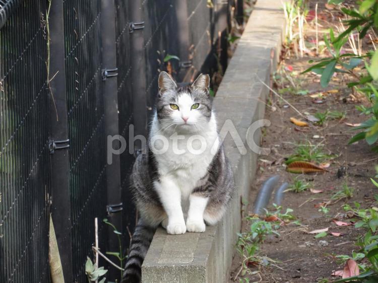 住宅地で出逢った、こちらを凝視するネコ 猫,哺乳類,動物の写真素材