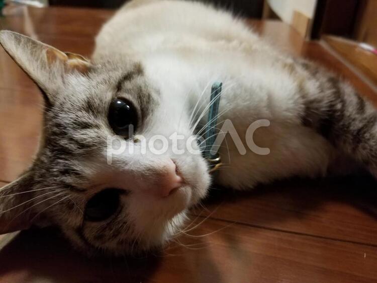 わが家の愛猫 猫,哺乳動物,ペットの写真素材
