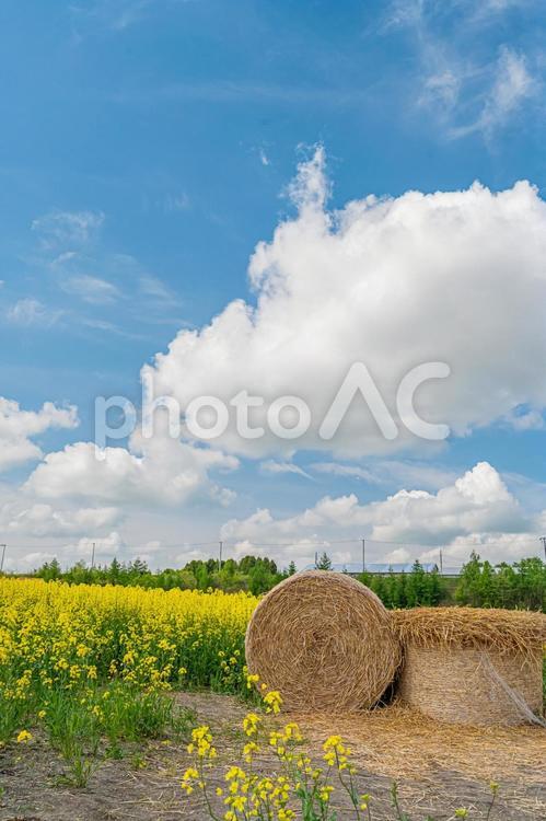 北海道　安平町の菜の花畑 北海道,hokkaido,安平の写真素材
