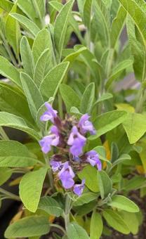 R7.06.03 セージの花 2 R7.06.03 セージの花 2の写真