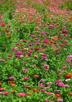 百日草の花畑-2 百日草の花畑-2の写真
