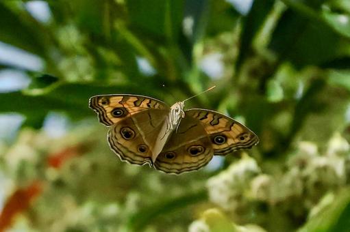 タテハモドキ タテハモドキ タテハモドキ,昆虫,虫の写真素材