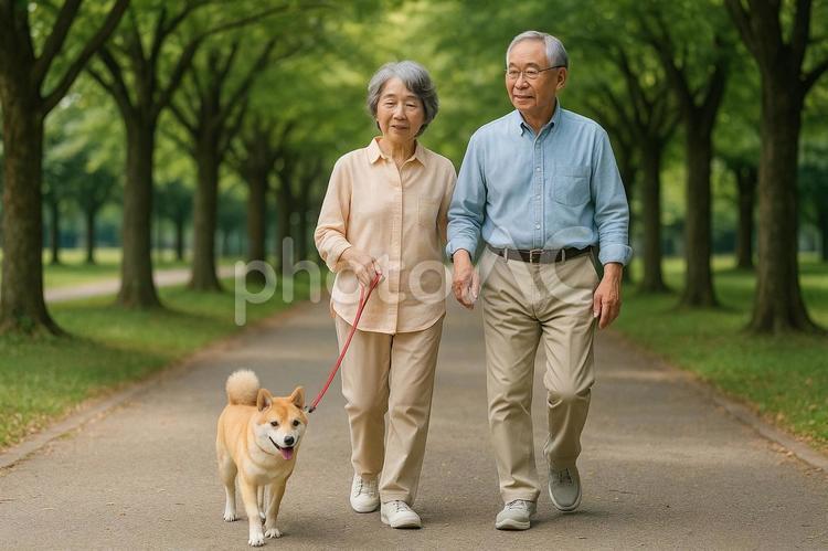 シニアペット散歩風景公園の遊歩道柴犬 犬散歩,高齢夫婦,公園遊歩道の写真素材