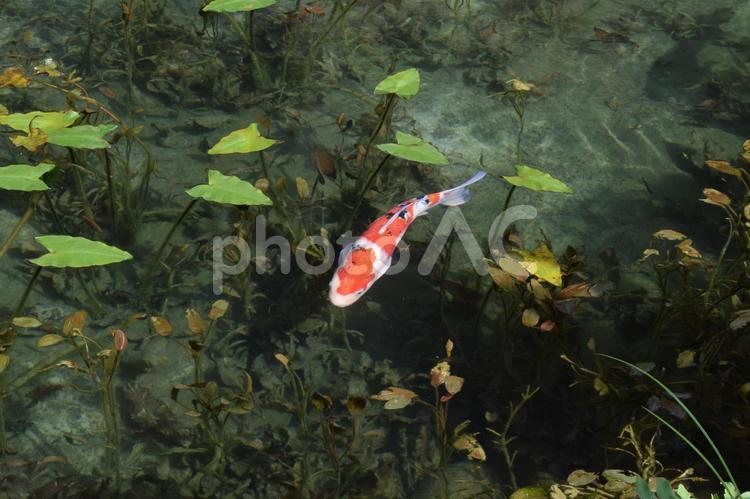 【岐阜】モネの池の風景 モネの池,名もなき池,池の写真素材