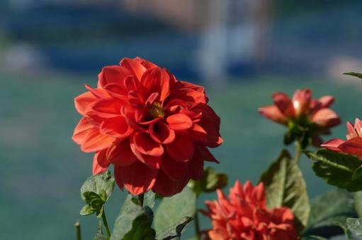 ダリア（茜） ダリア,茜,橙色の写真素材