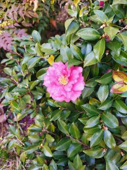 寒椿の花 カンツバキ,花,寒椿の写真素材