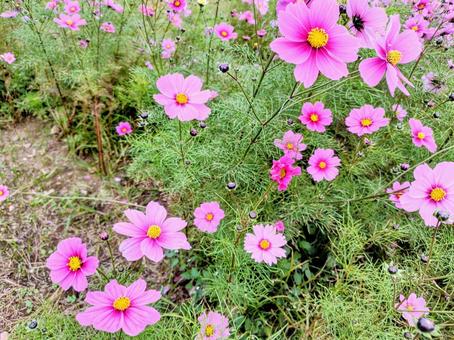 葛西臨海公園　コスモス 葛西臨海公園,コスモス,花畑の写真素材
