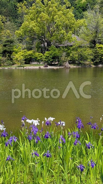 国宝　白水阿弥陀堂　初夏 白水阿弥陀堂,観光地,池の写真素材