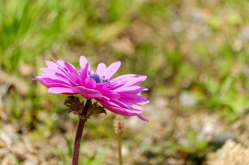 Anemones shining in the spring sun, JPG