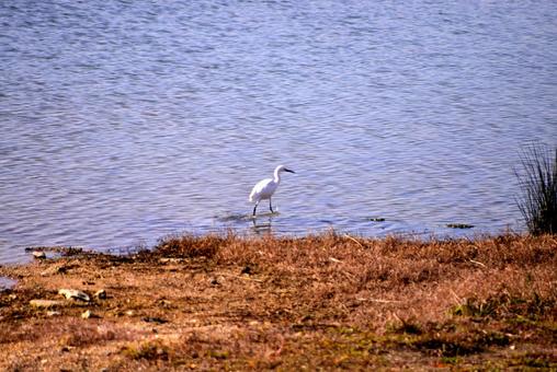 天満大池に飛来する鳥たち 天満大池に飛来する鳥たちの写真