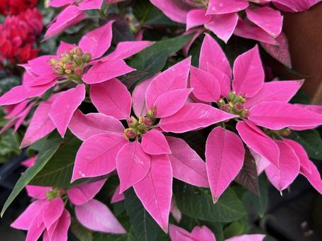 花 花,植物,自然の写真素材