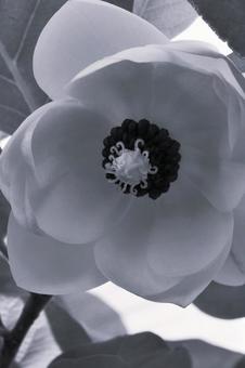 大山蓮華 オオヤマレンゲ/天女花 大山蓮華 オオヤマレンゲ/天女花の写真