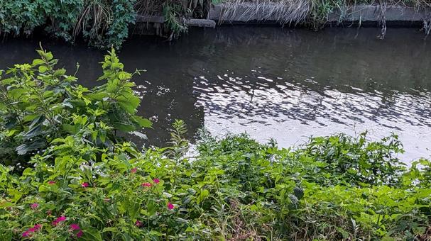 川 川,河川,河川敷の写真素材