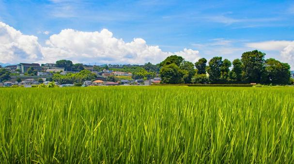 夏空の下 すくすく育つ田んぼの稲 夏空の下 すくすく育つ田んぼの稲の写真