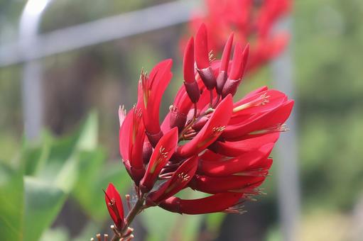夏の花 デイゴ 夏の花 デイゴ デイゴ,花,植物の写真素材