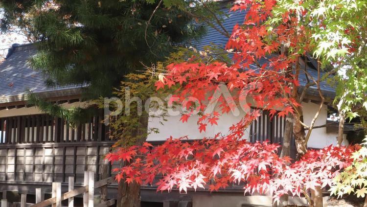 深まる秋の諏訪を訪ねて 秋,紅葉,諏訪の写真素材