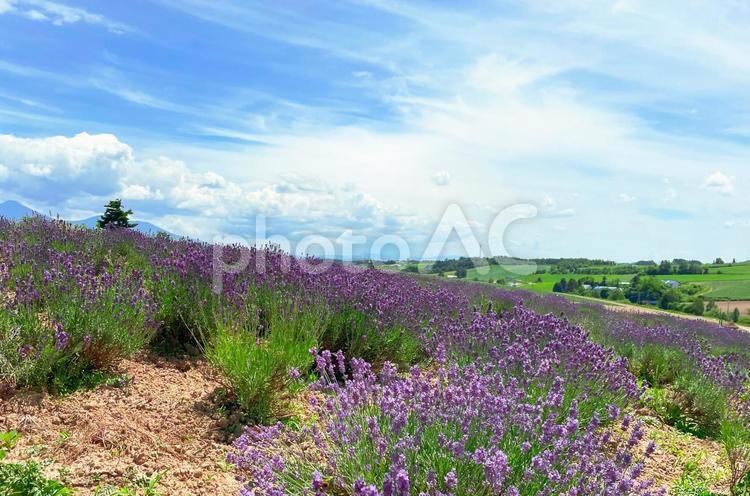 かんのファームのラベンダー畑 ラベンダー,かんのファーム,上富良野の写真素材