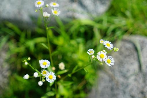 道ばたに咲く綺麗な白い花 道ばたに咲く綺麗な白い花の写真