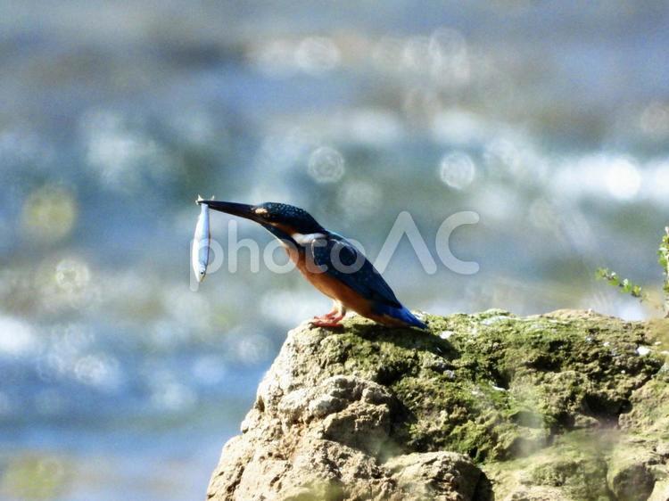 魚を咥えるカワセミ 鳥,野鳥,カワセミの写真素材