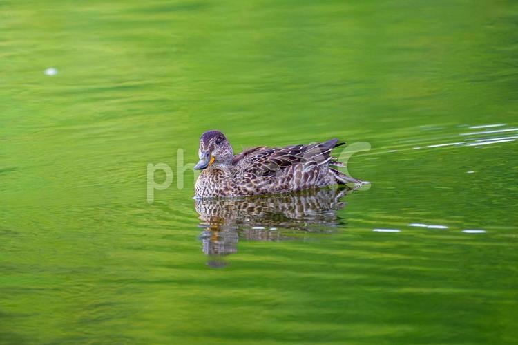 池を泳ぐマガモ マガモ,カモ,鴨の写真素材