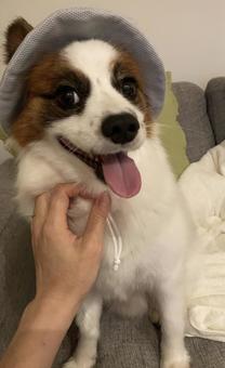帽子犬 帽子犬 パピヨン,papillon,犬の写真素材