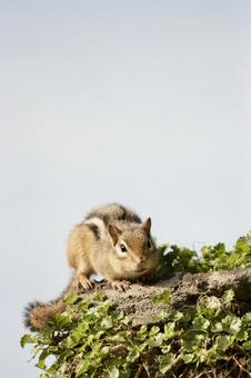 シマリス シマリス 生き物,動物,リスの写真素材