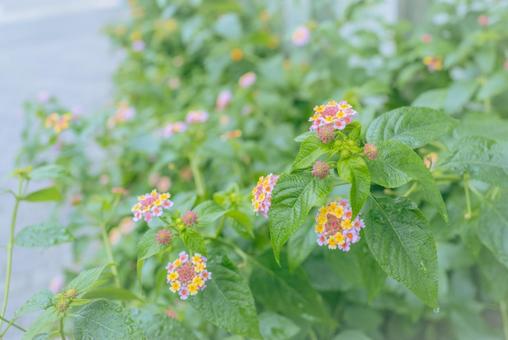 ランタナ ランタナ 野草,自然,雑草の写真素材