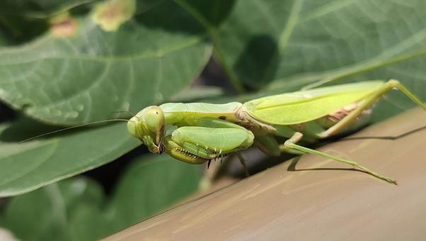 ハラビロカマキリ　No.3 昆虫,虫,カマキリの写真素材