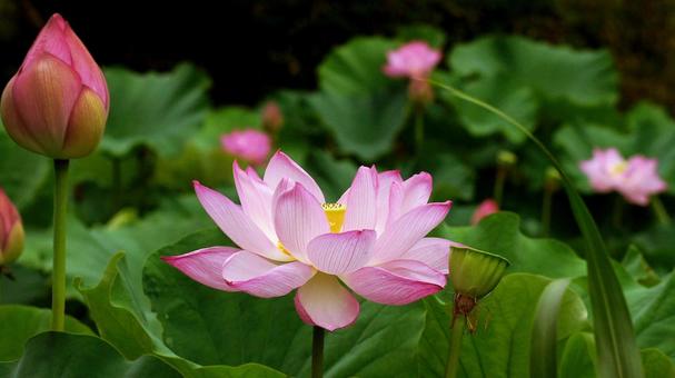 Photo, a lotus, dahe lotus, ancient lotus, 
