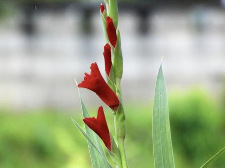 Photo, plant, flower, river side, 