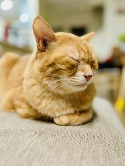 眠ってる猫 眠ってる猫の写真