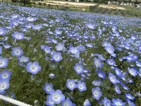 ネモフィラ畑 ネモフィラ畑,ネモフィラ,花畑の写真素材