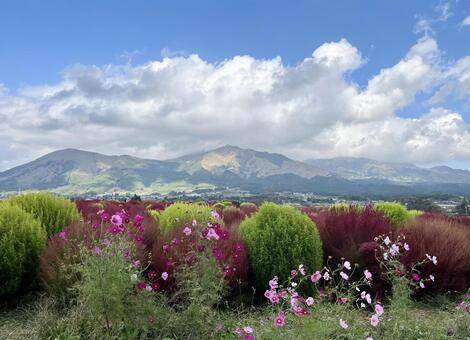 【熊本・阿蘇】秋の阿蘇五岳とコスモス 熊本,阿蘇,阿蘇五岳の写真素材